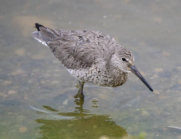 Godwit Saskatchewan Canada Shorebird Migration Feeding Pond — Stock Photo, Image