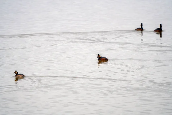 Sasktchewan Gölü Baharı Nda Grebe Kanada Kulağı — Stok fotoğraf