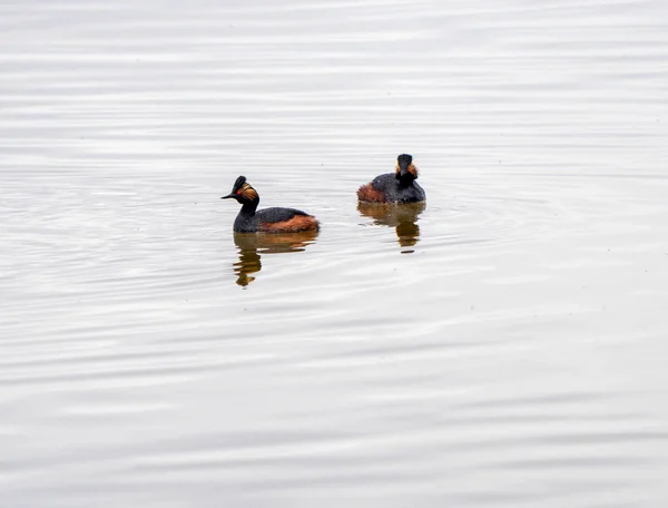 Eared Grebe Canadá Uma Lagoa Sasktchewan Primavera — Fotografia de Stock