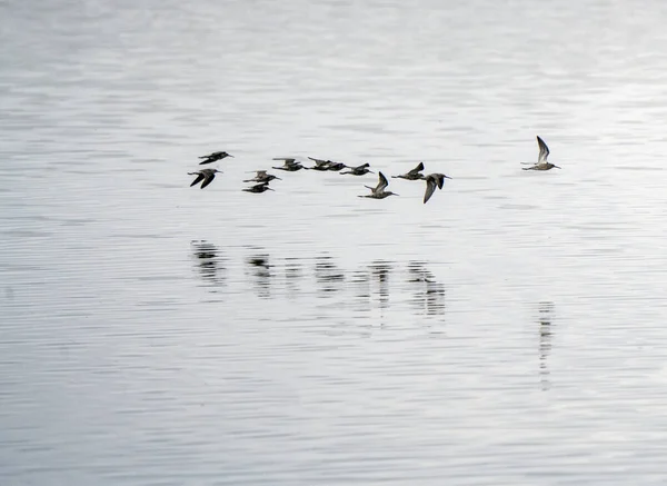 Shorebirds Στην Πτήση Κατά Μήκος Μιας Λίμνης Saskatchewan — Φωτογραφία Αρχείου
