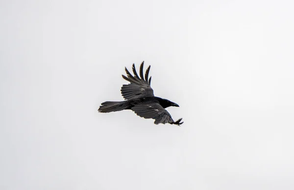 Crow Raven Flight Spring Saskatchewan Canada — Stock Photo, Image