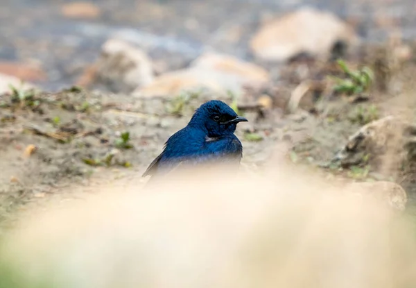 Purple Martin Perched Field Saskatchewan — Stock Photo, Image