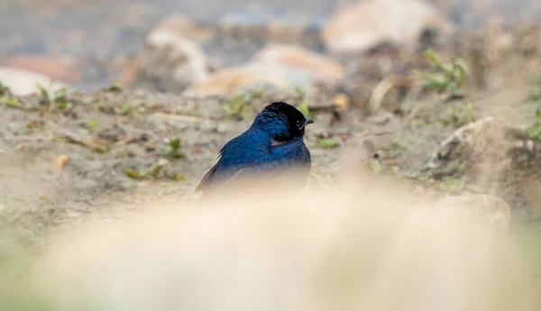 Purple Martin Perched Field Saskatchewan — Stock Photo, Image