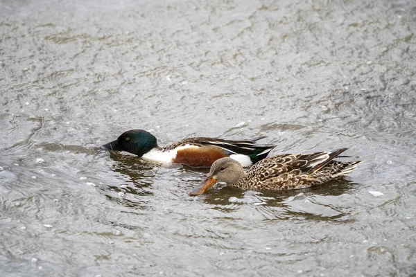 Mallard Duck Saskatchewan Pond Springtime — Stock Photo, Image