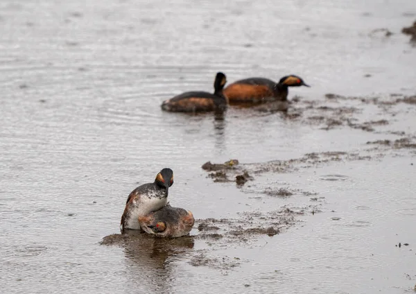 Grebe Canada Orecchio Uno Stagno Sasktchewan Primavera — Foto Stock