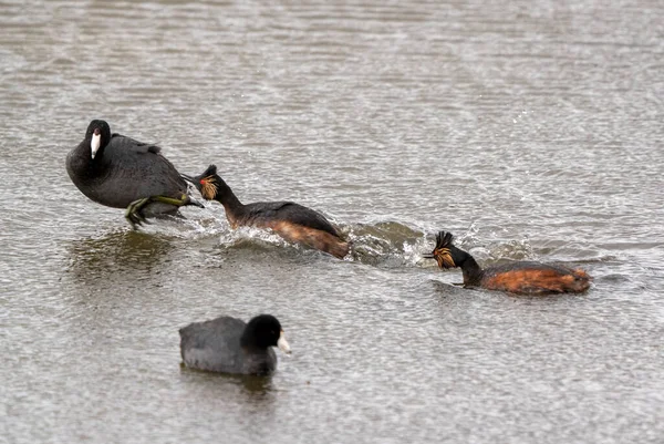 Eared Grebe Canadá Uma Lagoa Sasktchewan Primavera — Fotografia de Stock