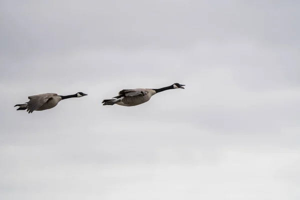 Καναδάς Goose Flight Migration Saskatchewan Καναδάς — Φωτογραφία Αρχείου