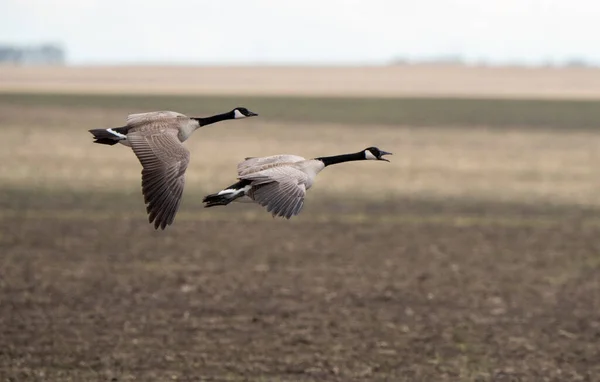 Καναδάς Goose Flight Migration Saskatchewan Καναδάς — Φωτογραφία Αρχείου