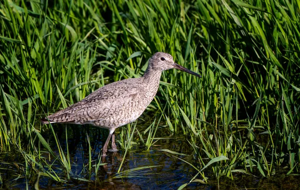 Godwit Saskatchewan加拿大海岸鸟类洄游饲料池 — 图库照片