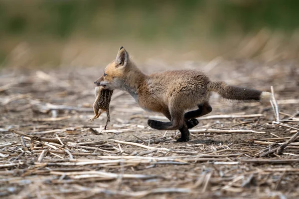 Junges Fox Kit Mit Eichhörnchen Mund Kanada — Stockfoto