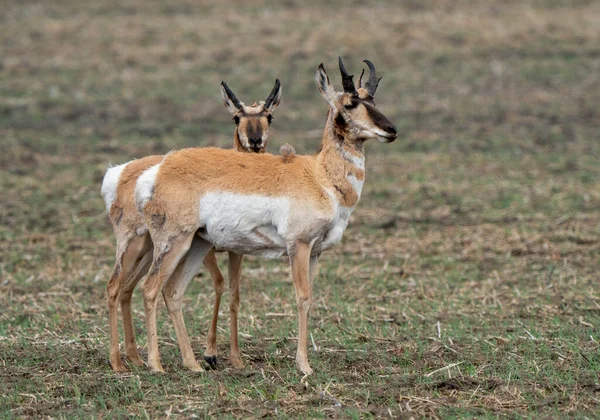 Pronghorn Antilope Saskatchewan Springtime Farmers Field — Stockfoto