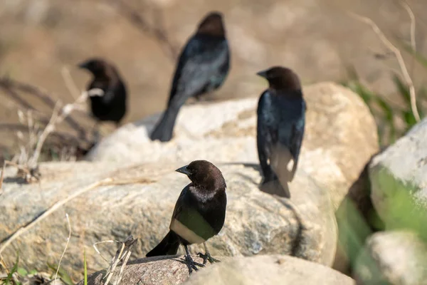 Cowbird Saskatchewan Kanada Frühling Migration Wildtiere — Stockfoto