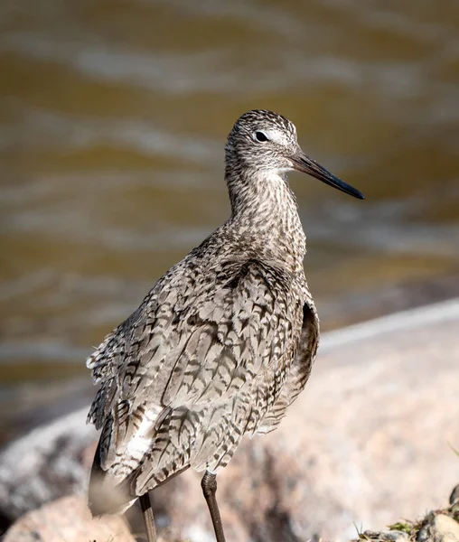 Godwit Saskatchewan加拿大海岸鸟类洄游饲料池 — 图库照片