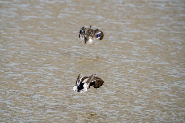 Sarcelle Ailes Bleues Dans Lac Nord Saskatchewan — Photo