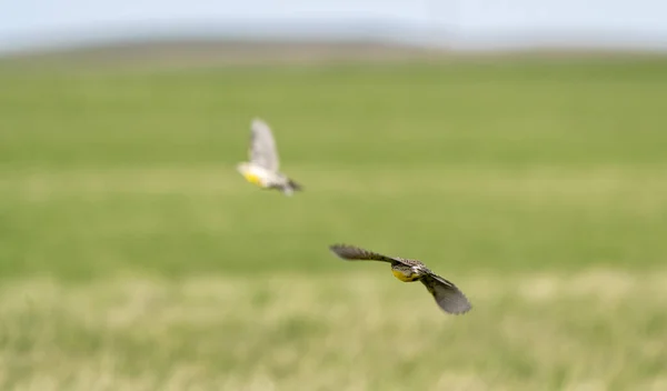Meadowlark Repülés Saskatchewan Kanada Préri Tavasz — Stock Fotó