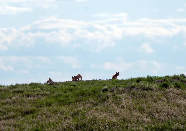 Fox Kits Den Gra Zachodzie Słońca Kanadzie — Zdjęcie stockowe