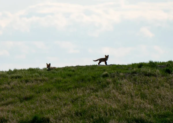 Fox Kits Den Jugando Atardecer Canadá —  Fotos de Stock