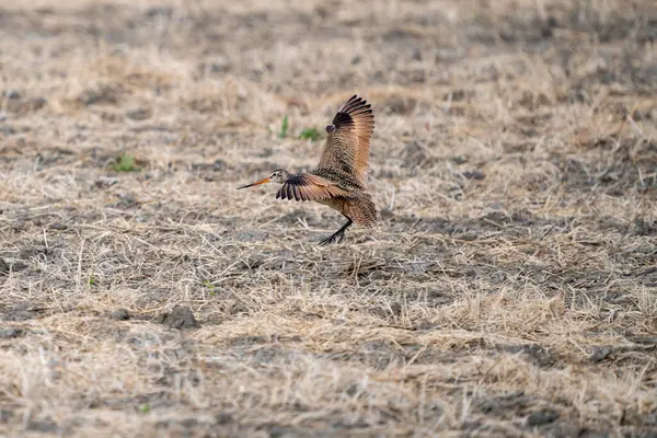 Godwit Saskatchewan Canada Shorebird Migration Feeding Pond — Stock Photo, Image