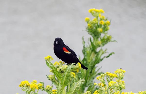 Red Wing Blackbird Spring Saskatchewan Canada — Stock Photo, Image