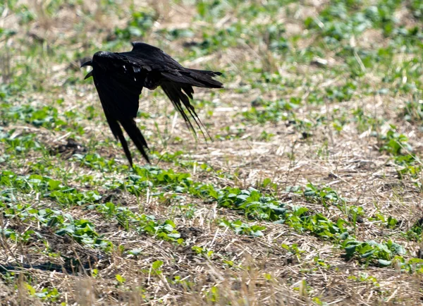 Gagak Raven Penerbangan Musim Semi Saskatchewan Kanada — Stok Foto