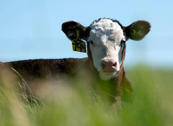 Cow Close Saskatchewan Field Canada — Stock Photo, Image