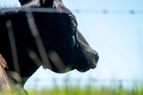 Cow Close Saskatchewan Field Canada — Stock Photo, Image