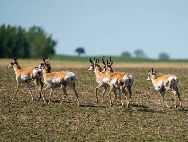 Pronghorn Antelope Saskatchewan Springtime Farmers Fält — Stockfoto