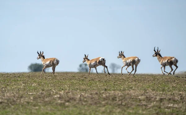 Pronghorn Antelope Saskatchewan Campo Granjeros Primavera —  Fotos de Stock