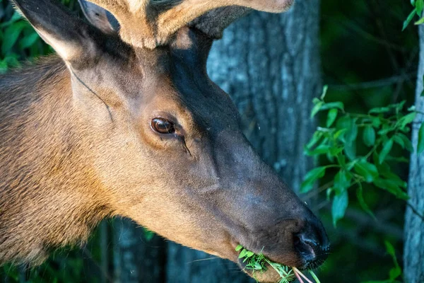 Elk Close Northern Saskatchewan Canada — Stock Photo, Image