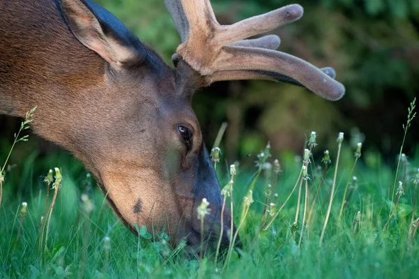 Elk Close Northern Saskatchewan Canada — Stock Photo, Image