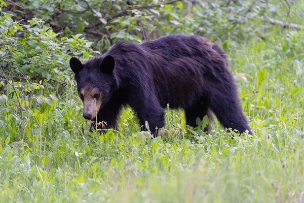 Black Bear Northern Canada Saskatchewan Spring Wild — Stock Photo, Image