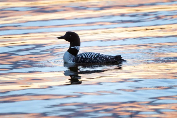 Northern Common Loon Jeziorze Saskatchewan Kanadzie — Zdjęcie stockowe