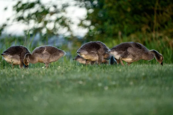 Goose Goslings Kanada Bei Sunrise Northern Saskatchewan — Stockfoto