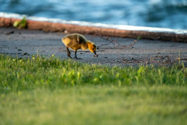 Goose Goslings Canadá Sunrise Northern Saskatchewan — Fotografia de Stock