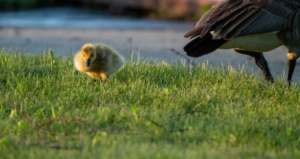 Goose Goslings Canada Sunrise Northern Saskatchewan — Stock Photo, Image