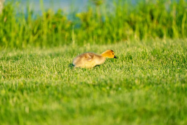 Goose Goslings Canada Sunrise Northern Saskatchewan — Stock Photo, Image