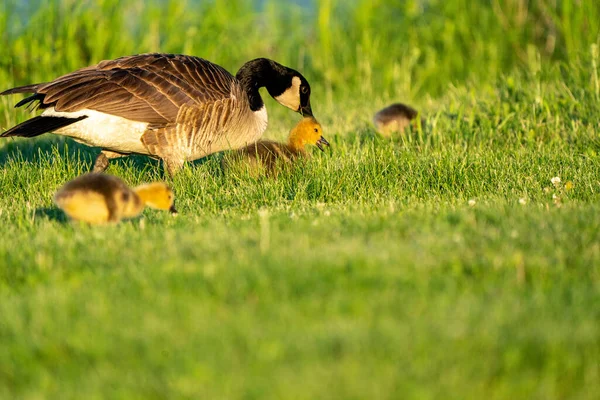 Goose Goslings Kanada Gündoğumu Kuzey Saskatchewan — Stok fotoğraf