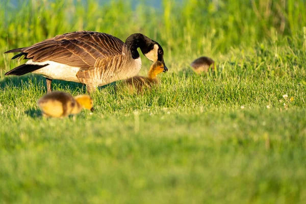 Goslings Ganso Canadá Amanecer Northern Saskatchewan — Foto de Stock