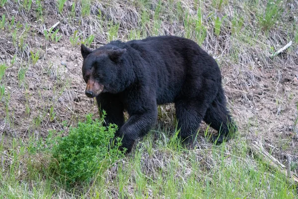 Black Bear Northern Canada Saskatchewan Spring Wild — Stock fotografie