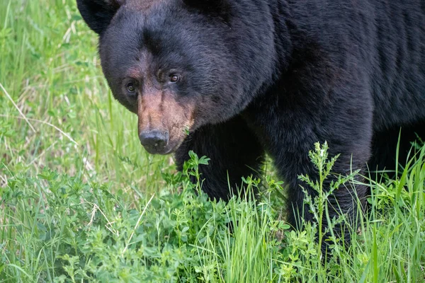 Black Bear Northern Canada Saskatchewan Spring Wild — Stock Photo, Image