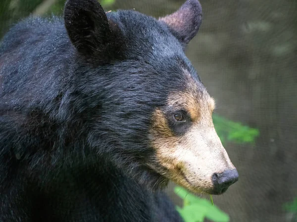 Black Bear Northern Canada — стоковое фото