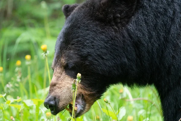 Black Bear Northern Canada Saskatchewan Spring Wild — Stock Photo, Image
