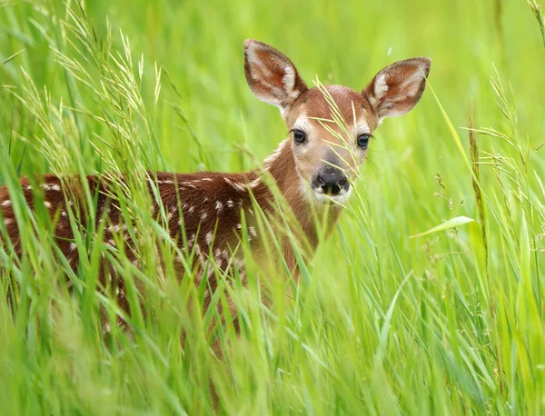 Veado Fawn Canadá Bezerro Recém Nascido Pradaria — Fotografia de Stock