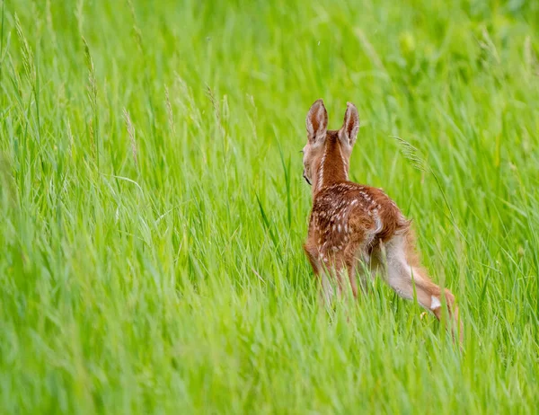 Cervo Fawn Canada Giovane Vitello Neonato Prateria — Foto Stock