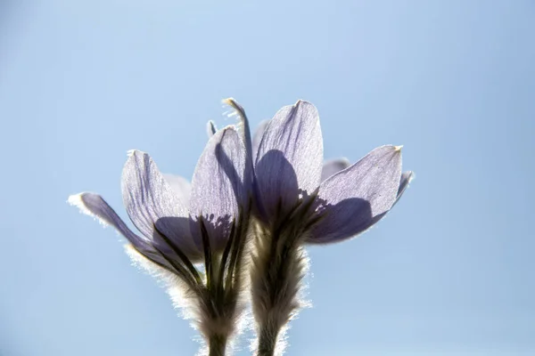 Préri Crocus Winter Saskatchewan Fényes Napos Nap — Stock Fotó