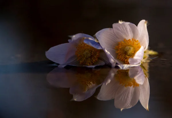 Prairie Crocus Winter Saskatchewan Jasný Slunečný Den — Stock fotografie