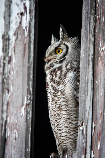 Great Horned Owl Barn Saskatchewan Canada Perched — Stock Photo, Image