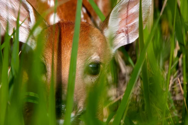 加拿大草原的Deer Fawn新生小牛犊 — 图库照片