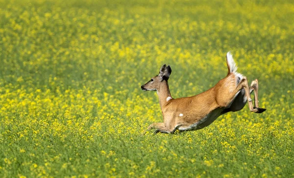 Deer Jumping Field Prairie Canola Crop — Stock Photo, Image