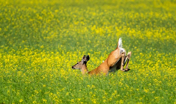 Herten Springen Het Veld Prairie Canola Gewas — Stockfoto